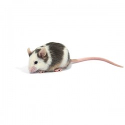 Mice color