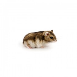 Hamster russe grey
