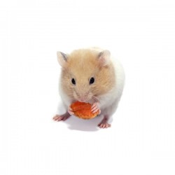 Goldhamster