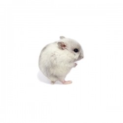 Hamster russe white