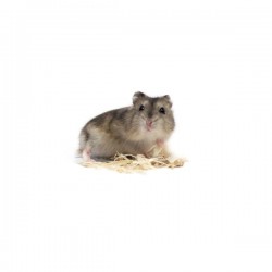 Hamster russe blue