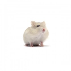 Hamster russe beige