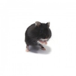 Hamster russe black