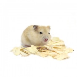 Hamster russe orange