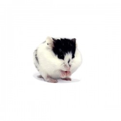 Hamster russe pied