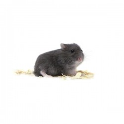 Hamster russe dark blue