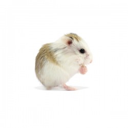 Hamster roborowski pied
