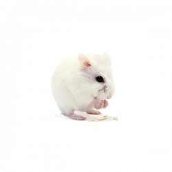 Hamster roborowski white