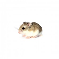 Hamster roborowski