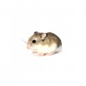 Hamster roborowski