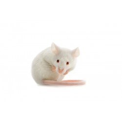 Souris vivantes 1-2 G