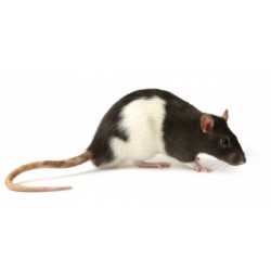 Rats vivants 4-10 G