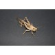 Sauterelles (LOCUSTA MIGRATORIA)