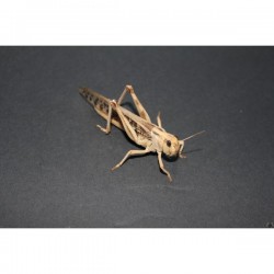 Sauterelles (LOCUSTA MIGRATORIA)