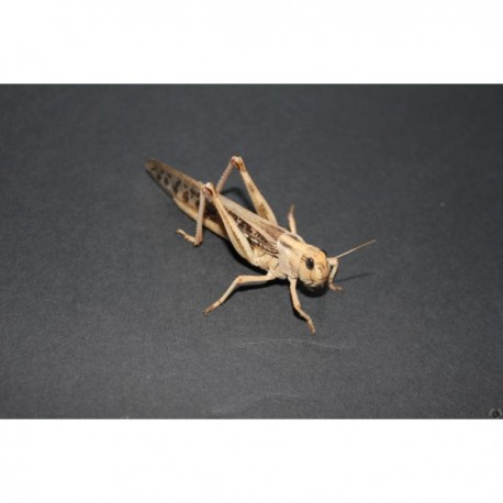 Sauterelles (LOCUSTA MIGRATORIA)