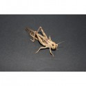 Locusta migratoria