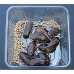 Blattes Blaptica Dubia