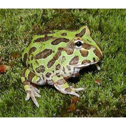 Cératophrys Cranwelli NC