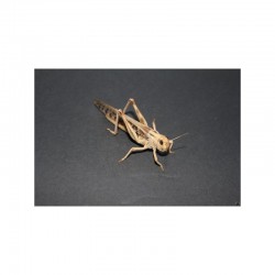 Locusta migratoria (Carton)