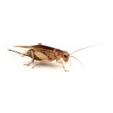 Insectes Vivants