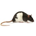Rats