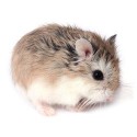 Hamsters