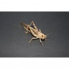Sauterelles (LOCUSTA MIGRATORIA)